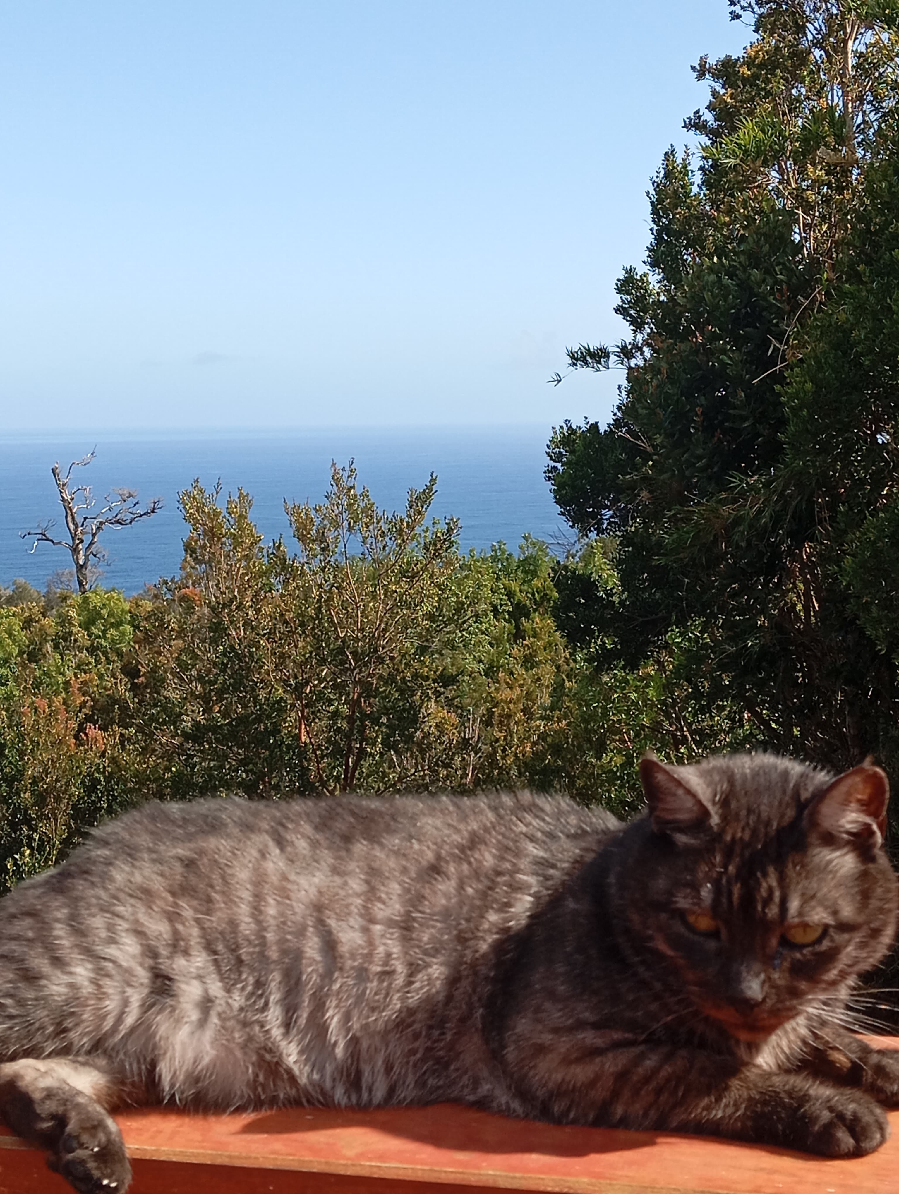 Gato de la casa con el mar de fondo